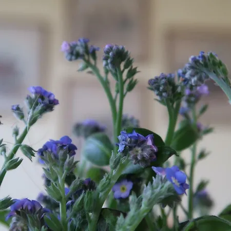 Apartman Mit Laendlichem Charme Rodgau